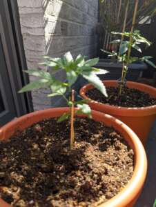 Cannabis Anbau im Garten
