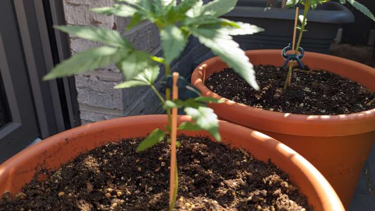 Cannabis Anbau im Garten